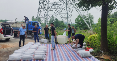 国家大宗淡水鱼产业技术体系武汉综合试验站 孝感野猪湖片区成功分发大宗鱼类新品种 助力湖北渔业高质量