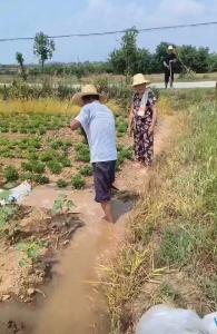 干群们齐心协力 润泽田陇迎丰收