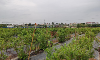 “激活+赋能”，孝南区两项试点工作助力土地资源变资产、寸土再“生金”