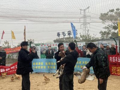 西河镇卷毛农场：抓住“鸡”遇，共享欢乐