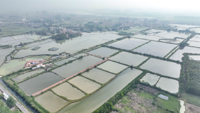 蔬菜种植基地规模再扩容 全链条升级助力农产品流通降本增效