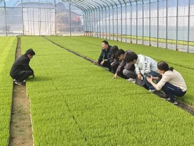 精减农药剂量，深耕农技沃野，铺就春耕绿色通途