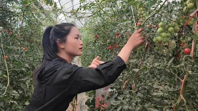 有“好果子”吃了！五一来陡岗镇实现番茄采摘自由，充分享受采摘的快乐旅程