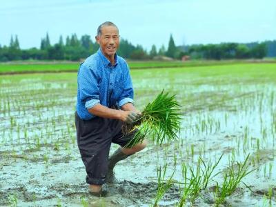 孝感孝南：“朱湖糯米”竟然掩藏着这款米酒的“风味密码”