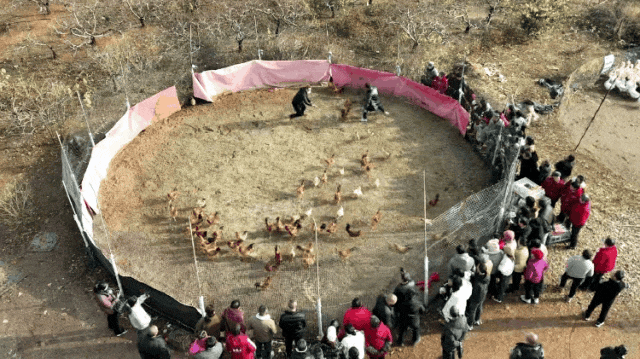 孝感孝南：抓鸡集市启幕！解锁乡村振兴“数字+烟火气”新模式