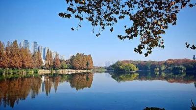 候鸟迁徙，选择了孝感孝南朱湖湿地