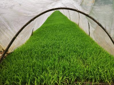 不负春光抢农时③——水稻秧苗长势喜人