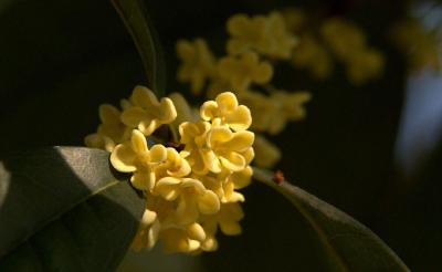 湖北咸宁：寻梦桂花源