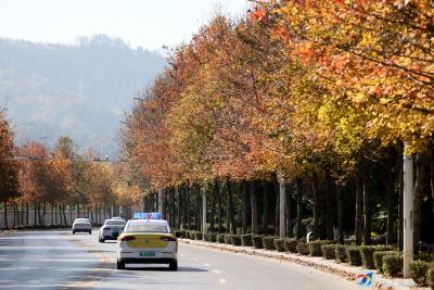 V视丨银杏黄，枫叶红！冬日咸安如梦如画