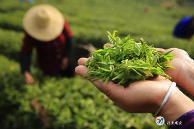 古田茶歌的由来及传承