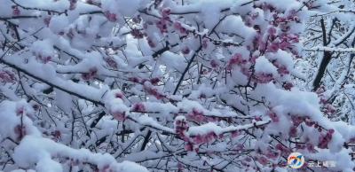 雪落无声胜有声