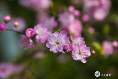 美文共赏 | 只待暖风起，只等春花开