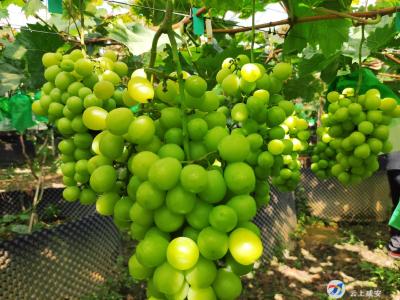 （长江云）咸安：小小“网红葡萄” 串起群众幸福生活