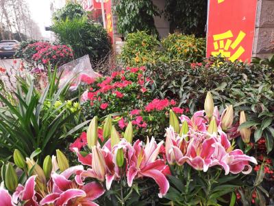 （长江云）咸安：花卉市场“年味”浓 姹紫嫣红迎新年