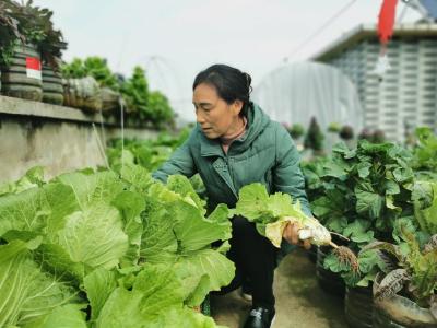 （长江云）屋顶种菜 “城市农夫”的快乐生活