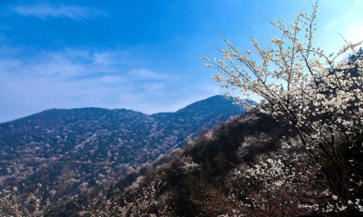 踏青赏花何处去？咸安大幕山万亩野樱花等你来！