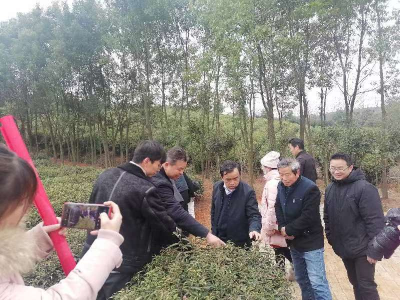 科技特派员活跃在咸安农村大地上