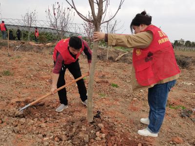 共植志愿树林 弘扬雷锋精神