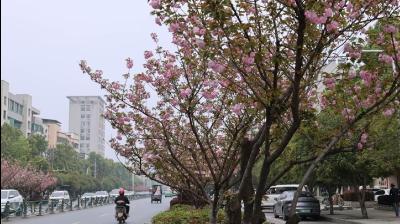 （长江云）咸安：晚樱绽放 花团锦簇尽显春意盎然