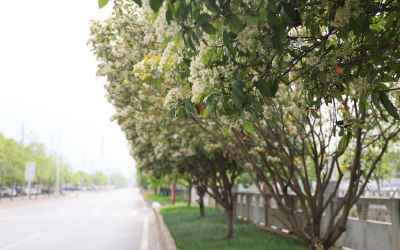 绿化带披“彩装”，给你街头的限定烂漫