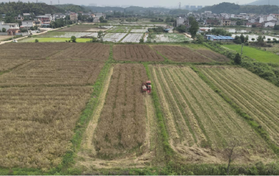 浮山街道：3200亩油菜喜迎丰收 生态轮作提质增效
