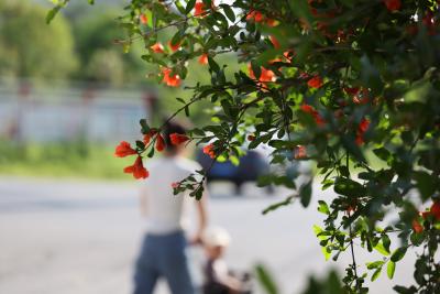 （长江云）咸安：初夏时节，石榴花绽放街头