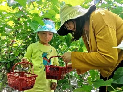 （长江云）咸宁咸安：桑椹熟了  月季红了  农庄火了   横沟：乡村土味醉来客