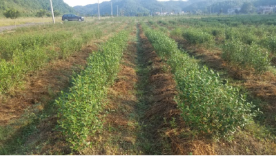 湖北田园茶业有限公司