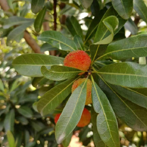 康顺果业种植