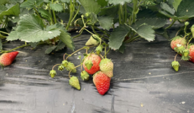 光良生态草莓采摘园