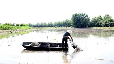 （长江云）咸宁咸安：“荷虾混养”，实现一水双收