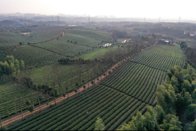 （咸宁市逸思园生态茶业有限公司