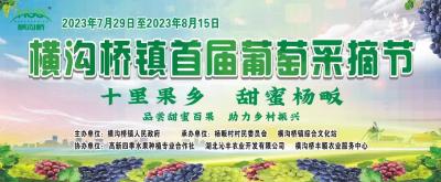 七月葡萄熟，采摘正当时！横沟桥镇首届葡萄采摘节来啦~
