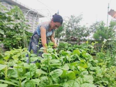 （长江云）咸宁咸安：方寸之间瓜果香