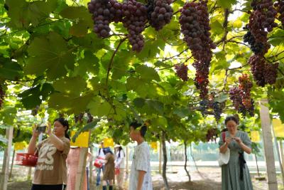 （长江云）咸宁咸安：葡萄挂满藤 采摘正当时