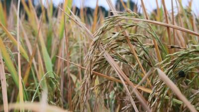（长江云）咸宁咸安：机械化作业让中稻收割和秋冬播同时进行