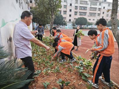 收获满满！咸宁市第六小学的萝卜成熟啦