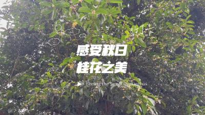13、感受秋日桂花之美