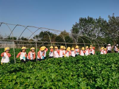 （长江云）咸安区实验幼儿园：金秋时节喜洋洋 小小农夫收获忙