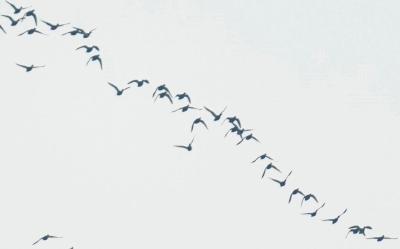 向阳湖国家湿地公园开展秋季迁徙水鸟同步调查  