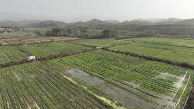 （长江云）咸安王旭村：一地多收好“钱”景 集体经济跑出“加速度”   