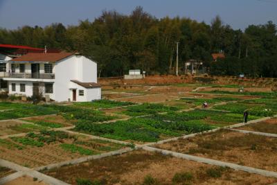 杨下社区：“共享菜园”绘就幸福生活新图景