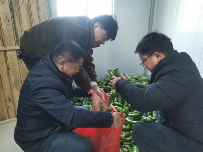 双溪桥镇“杨堡辣”：冰冻天气迎丰收，镇村干群助采销