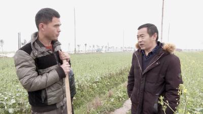 （长江云）咸安官埠桥镇：农技专家指导油菜灾后自救