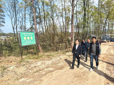  区领导到横沟桥镇开展第一季度巡林工作