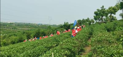 50名培训班学员走进黄荆塘村开展采茶志愿服务