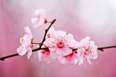 江城子▪咏桃花（外五首）