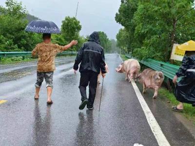 双溪桥镇：“闻汛而动”，桂乡管家在一线