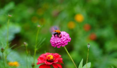 一路生花！官埠桥镇这条绝美花路美爆了！
