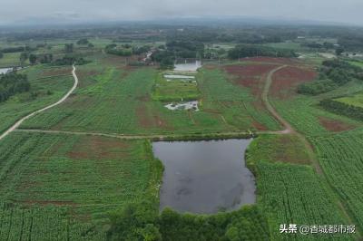 “山上换山下”构建林耕空间新格局 咸安这项工作在全省作经验交流